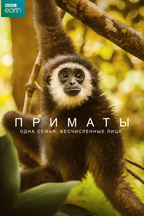 Постер: Приматы