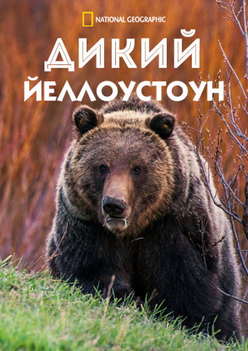 Постер: Дикий Йеллоустоун