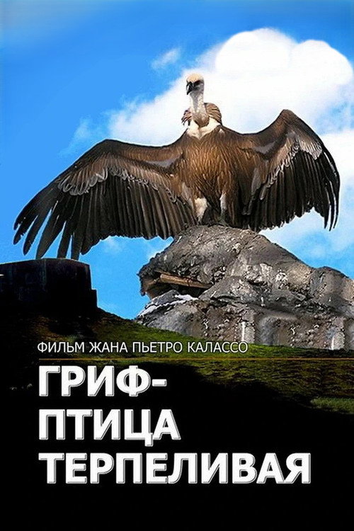 Постер: Гриф – птица терпеливая