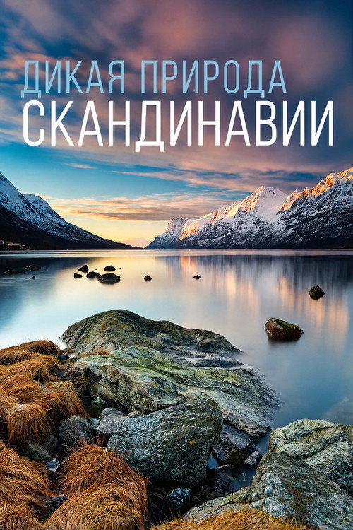 Постер: Дикая природа Скандинавии