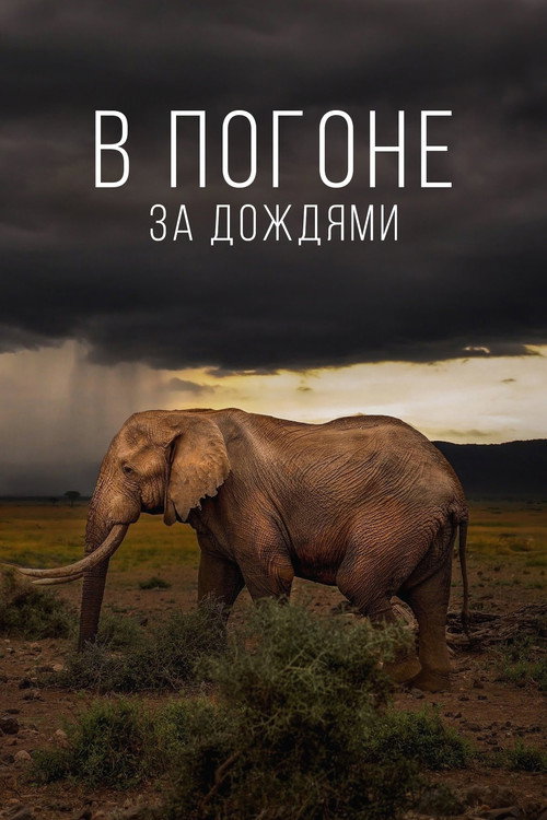 Постер: В погоне за дождями