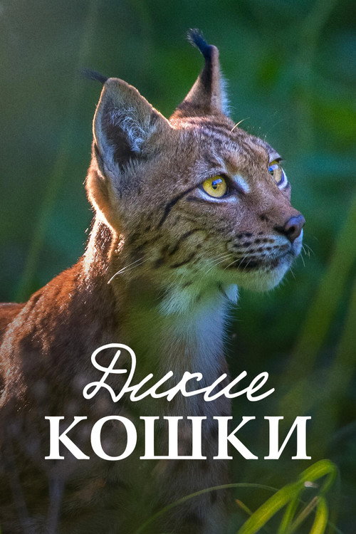 Постер: Дикие кошки
