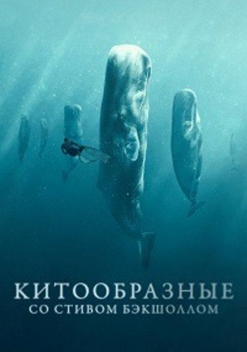 Постер: Китообразные со Стивом Бэкшоллом